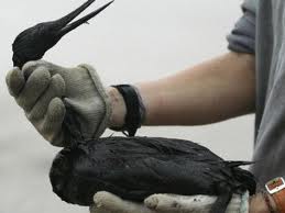 oil-spill-damage001.jpg