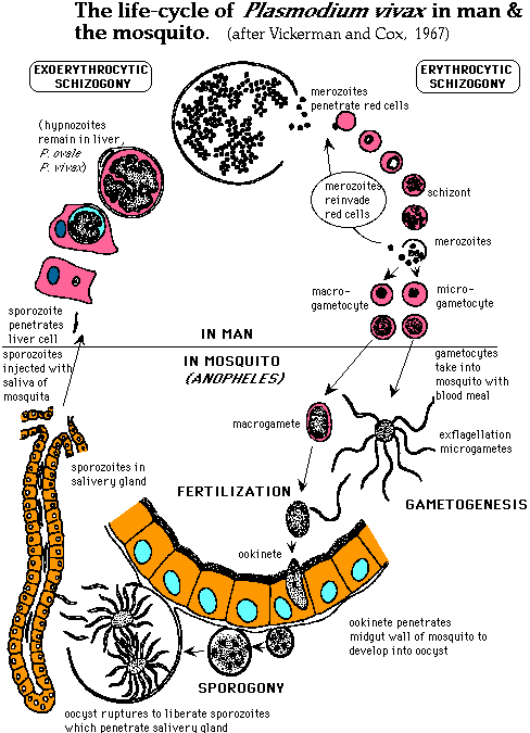 MalariaPlasmodiumLifeCycle001.gif