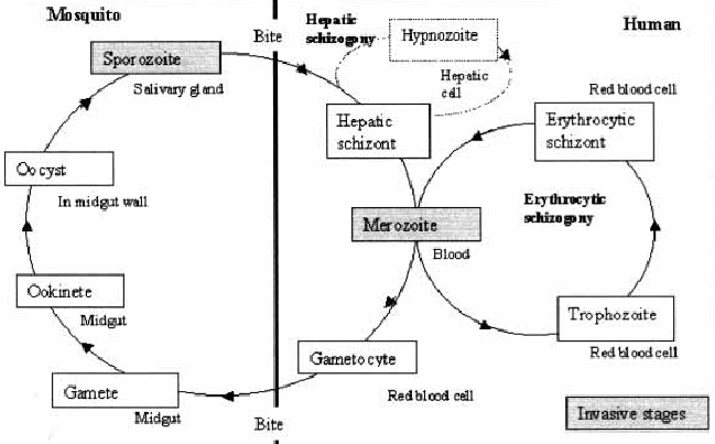 MalariaPlasmodiumLifeCycle002.jpg