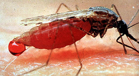 Mosquito003.jpg